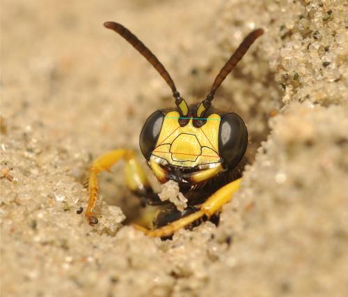 Cerceris rybyensis